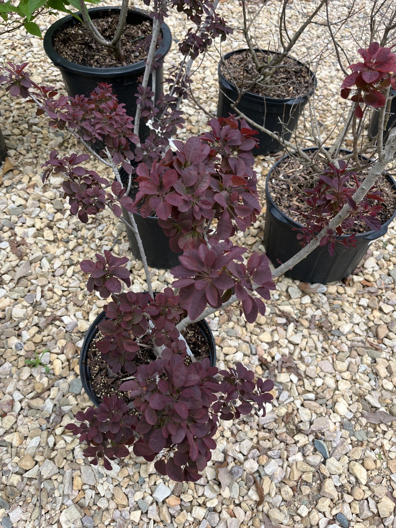 Cotinus coggygria Velveteeny™ PP30328 3G smokebush