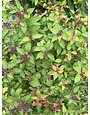 Magic Carpet Spirea #3 12-15" x 18-24"