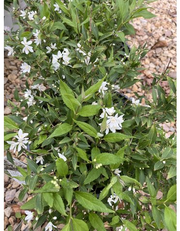 Deutzia, Deutzia 'NCDX1' Yuki Snowflake® 3G