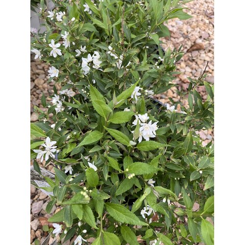 Deutzia, Deutzia 'NCDX1' Yuki SnowflakeÂ® 3G
