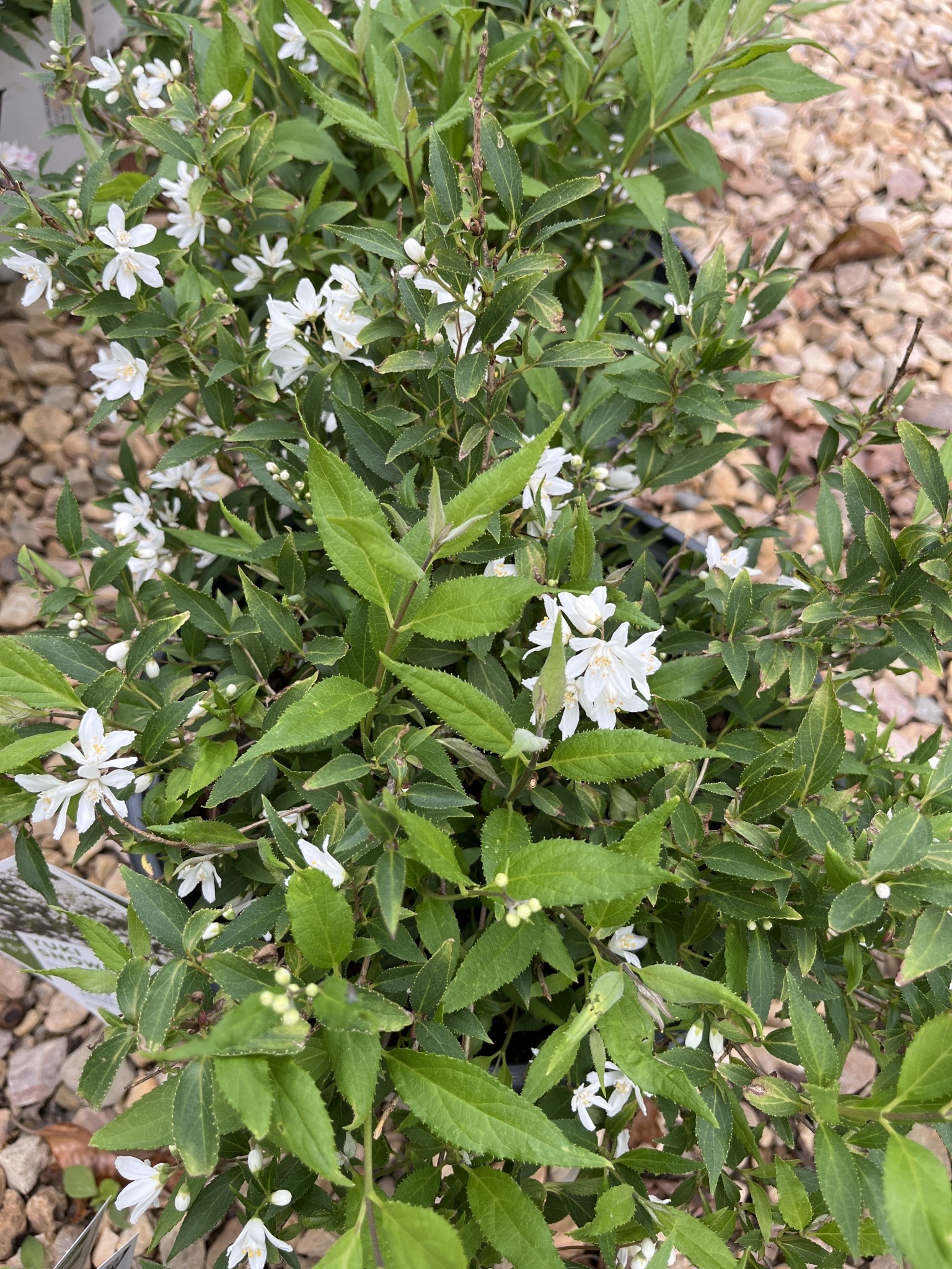 Deutzia, Deutzia 'NCDX1' Yuki Snowflake® 3G
