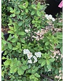 Spirea, Spiraea Nipponica 'Snowmound' 3G