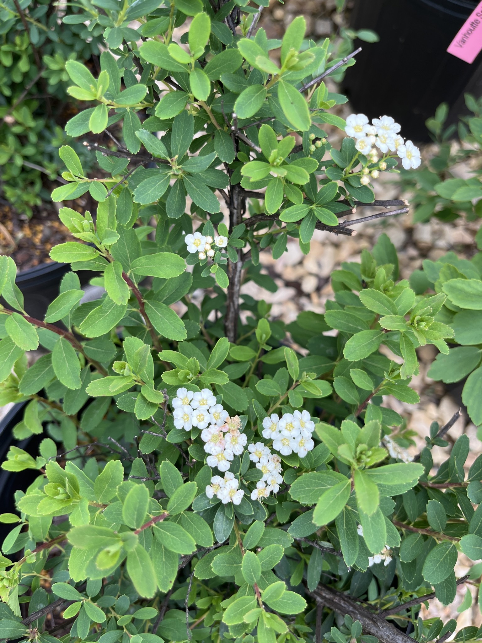 Spirea, Spiraea Nipponica 'Snowmound' 3G