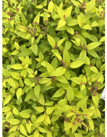 Lemon Princess Spirea 7G