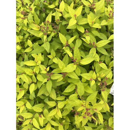 Spirea, Spiraea japonica 'Lemon Princess' 7G