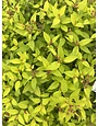 Spirea, Spiraea japonica 'Lemon Princess' 7G