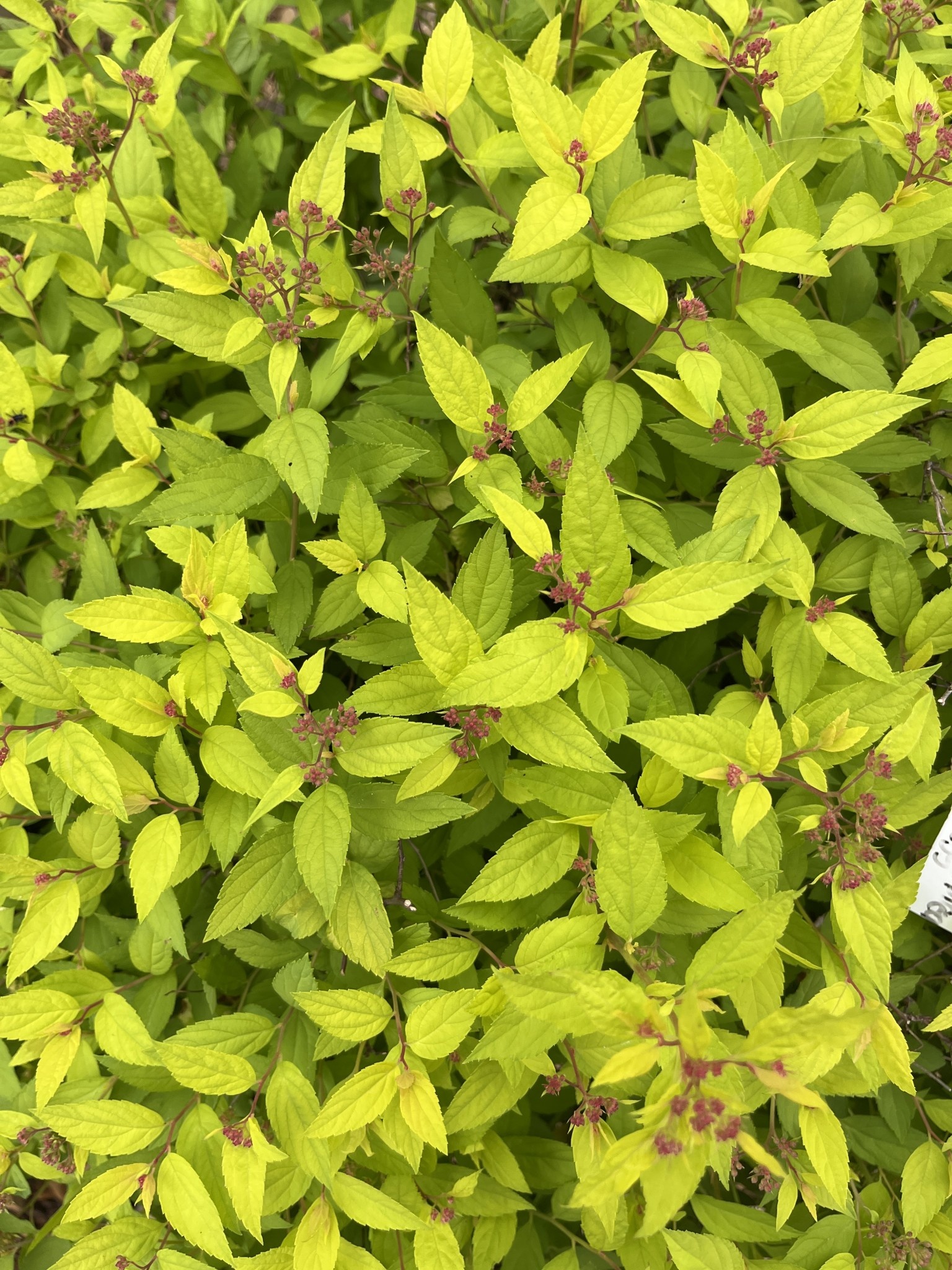 Lemon Princess Spirea 7G