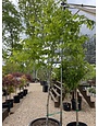 Cladrastis kentukea 'American Yellowwood' 25G NATIVE