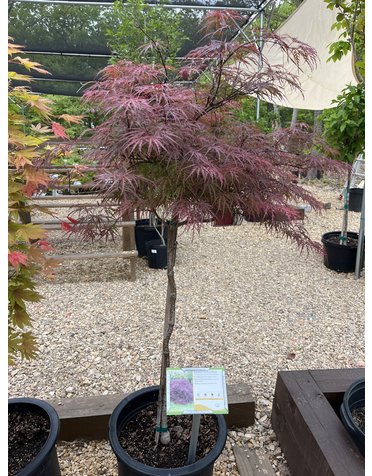 Inaba Shidare Japanese Maple