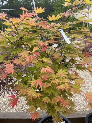 Acer shirasawanum Moonriseâ„¢
