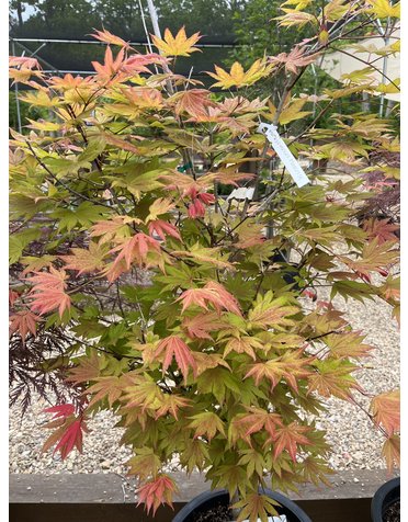 Acer shirasawanum Moonriseâ„¢