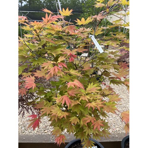 Acer shirasawanum Moonriseâ„¢