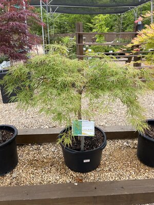 Maple, Japanese, Acer palmatum 'Viridis' 10G
