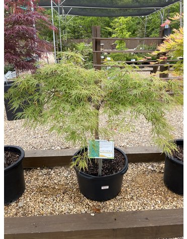 Maple, Japanese, Acer palmatum 'Viridis' 10G