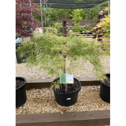 Maple, Japanese, Acer palmatum 'Viridis' 10G