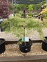 Viridis Japanese Maple (6-10') #10 3-4'