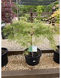 Maple, Japanese, Acer palmatum 'Viridis' 10G