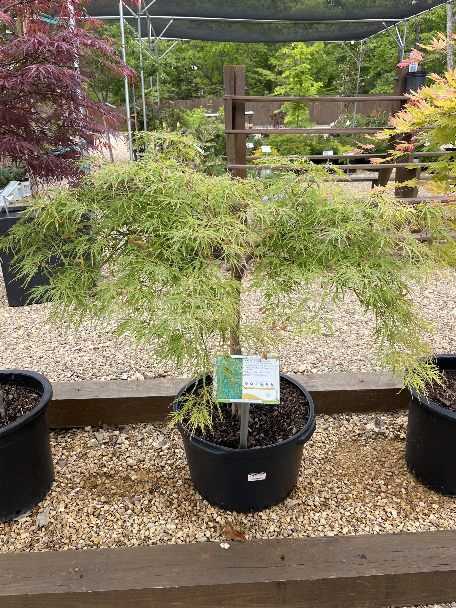 Japanese Maple, Acer Palmatum 'Viridis' 10G