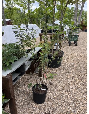 Brilliant Red Chokeberry- Aronia 5G