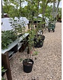 Brilliant Red Chokeberry- Aronia 5G