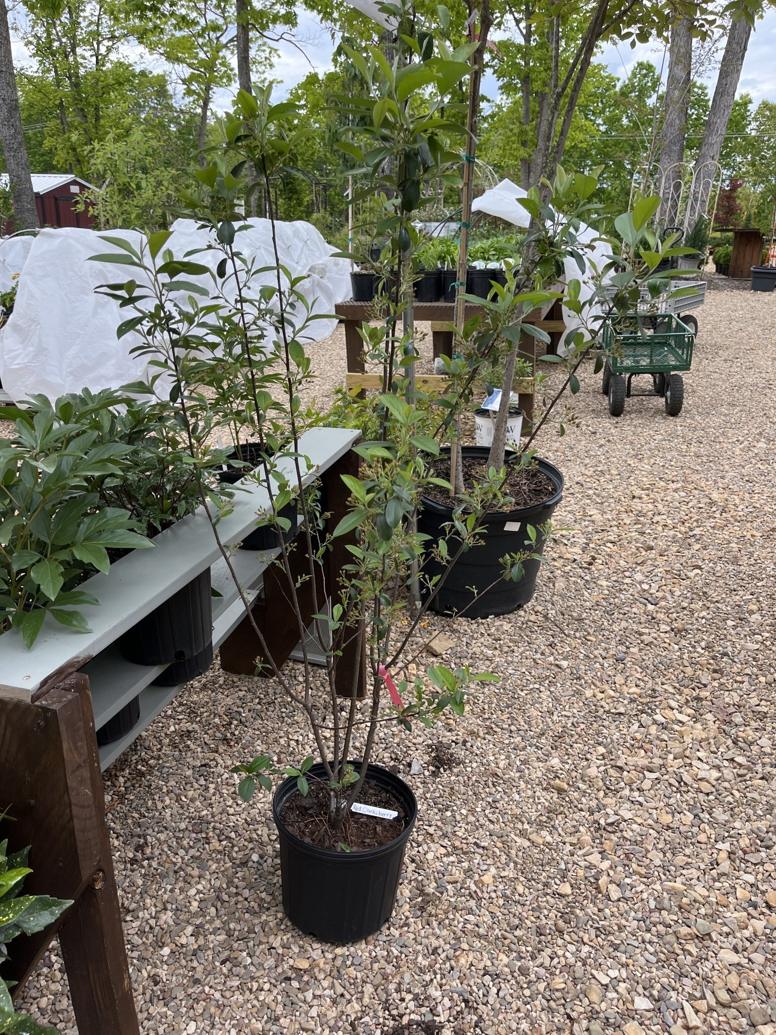 Brilliant Red Chokeberry- Aronia 5G
