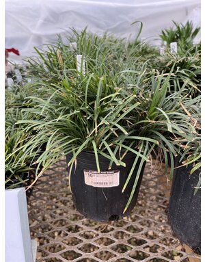 Dwarf Mondo Grass #1 -- Ophiopogon japonicus 'Nanus'