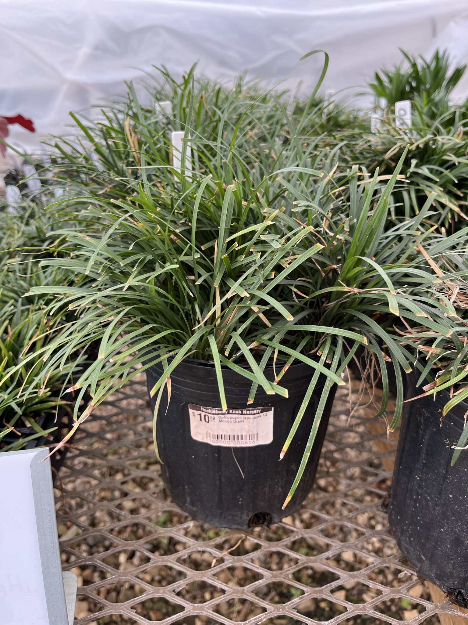 Dwarf Mondo Grass #1 -- Ophiopogon japonicus 'Nanus'