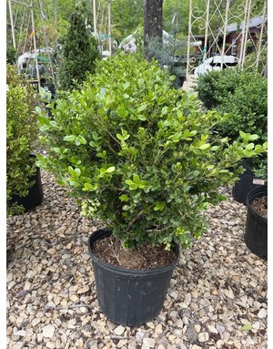 Boxwood, Buxus microphylla var. japonica 'Wintergreen' 3G