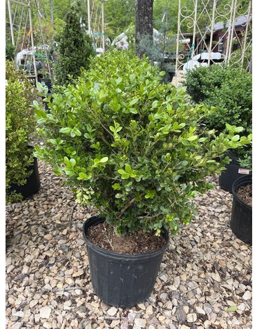 Boxwood, Buxus microphylla var. japonica 'Wintergreen' 3G