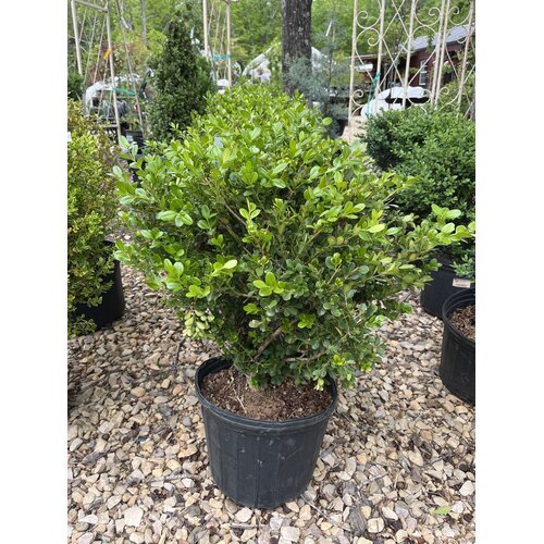 Boxwood, Buxus microphylla var. japonica 'Wintergreen' 3G