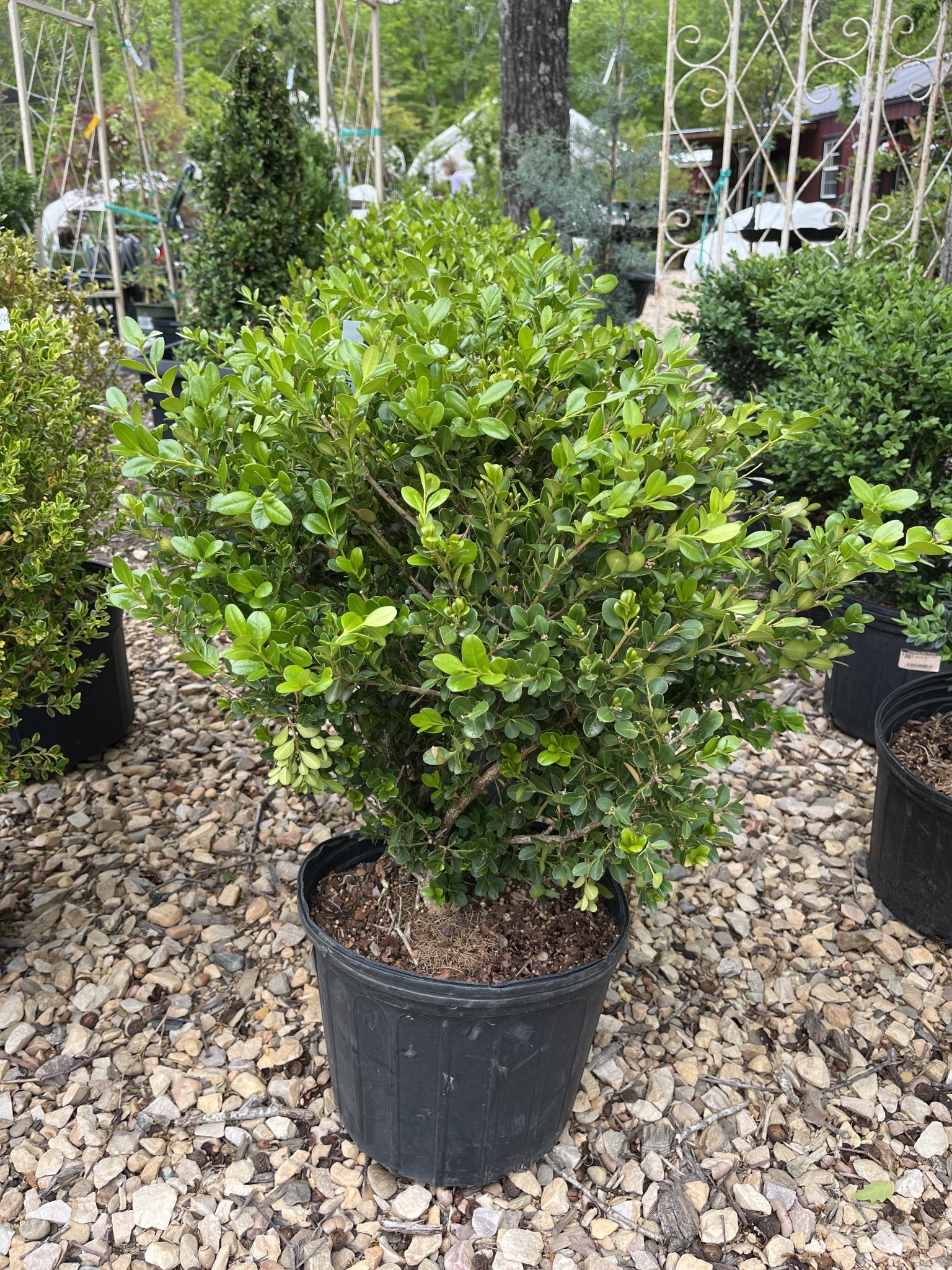 Boxwood, Buxus microphylla var. japonica 'Wintergreen' 3G