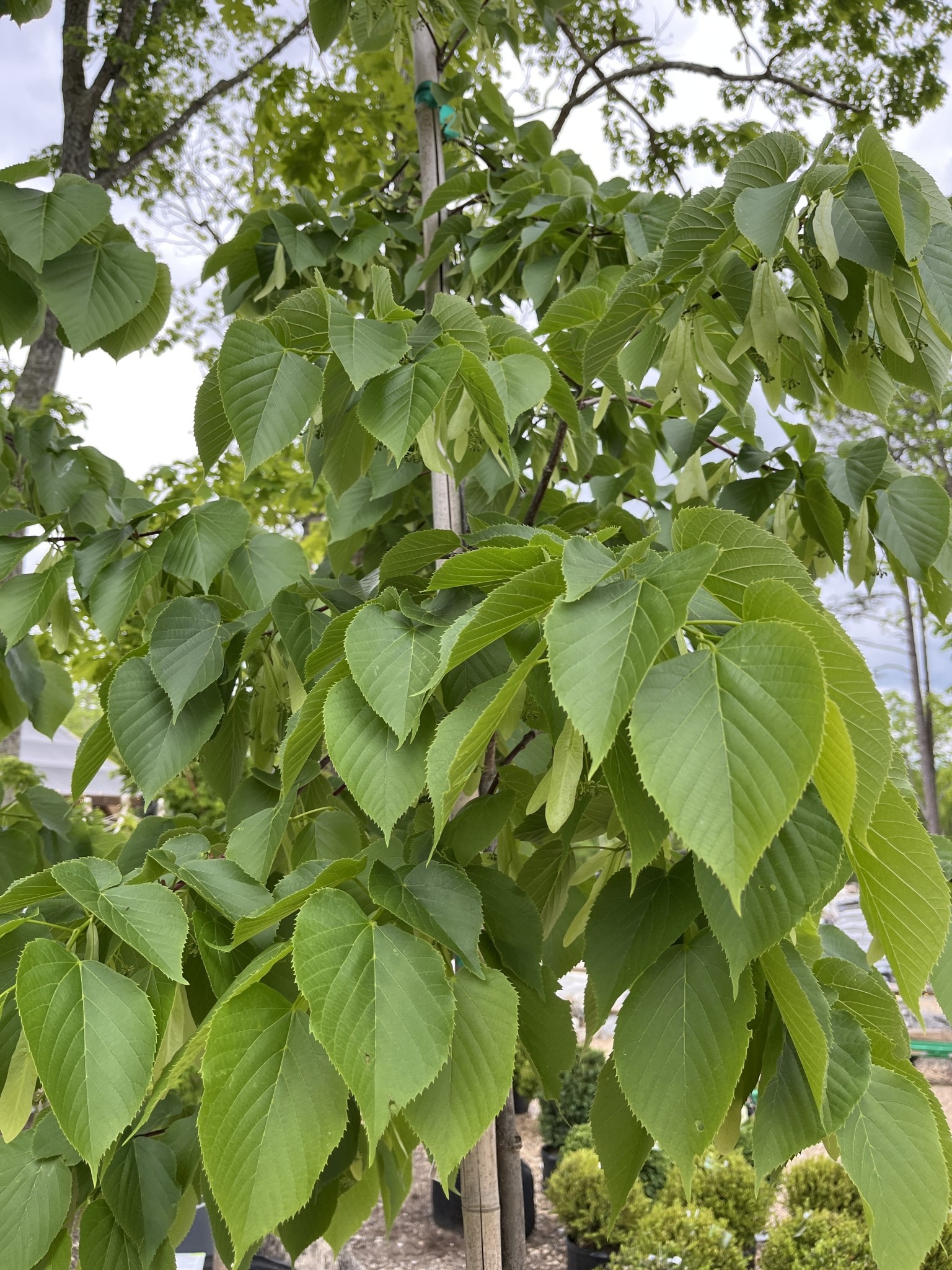 Redmond American Linden #25 Gallon