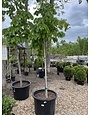 Redmond American Linden #25 Gallon