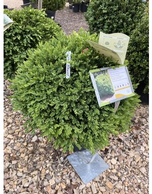 Boxwood, Green Velvet, Buxus x Green Velvet, #7