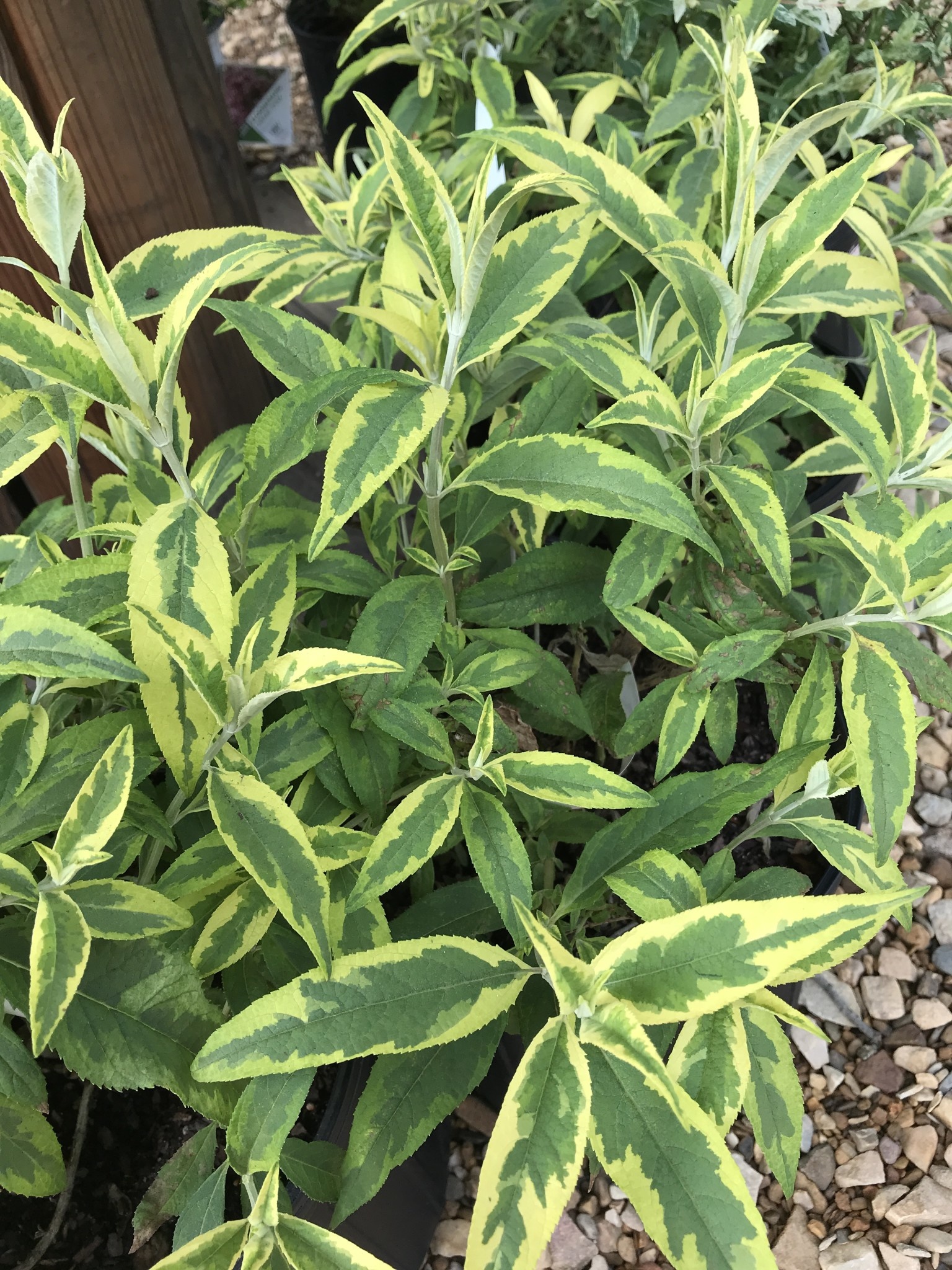 Butterfly Bush, Variegated  with Blue Flower
