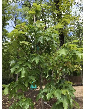 Maple, Sugar, Acer saccharum 'Bailsta' Fall Fiesta® 15G