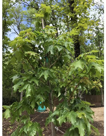 Maple, Sugar, Acer saccharum 'Bailsta' Fall Fiesta® 15G