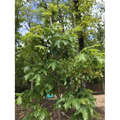 Maple, Sugar, Acer saccharum 'Bailsta' Fall FiestaÂ® 15G