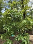 Maple, Sugar, Acer saccharum 'Bailsta' Fall Fiesta® 15G