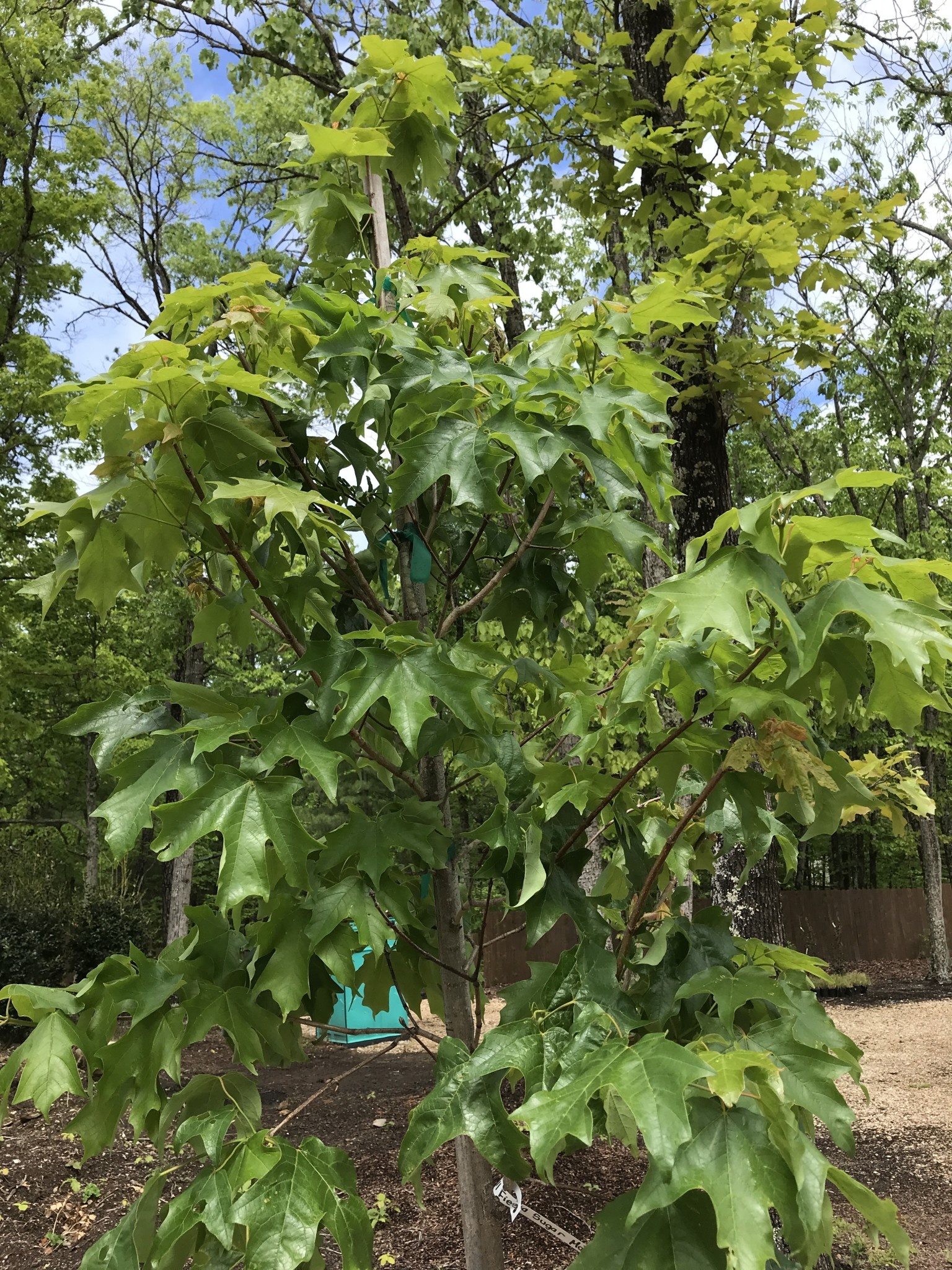 Maple, Sugar, Acer saccharum 'Bailsta' Fall Fiesta® 15G