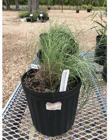 Muhly, Muhlenbergia reverchonii 'PUND01S' UNDAUNTED® 3G