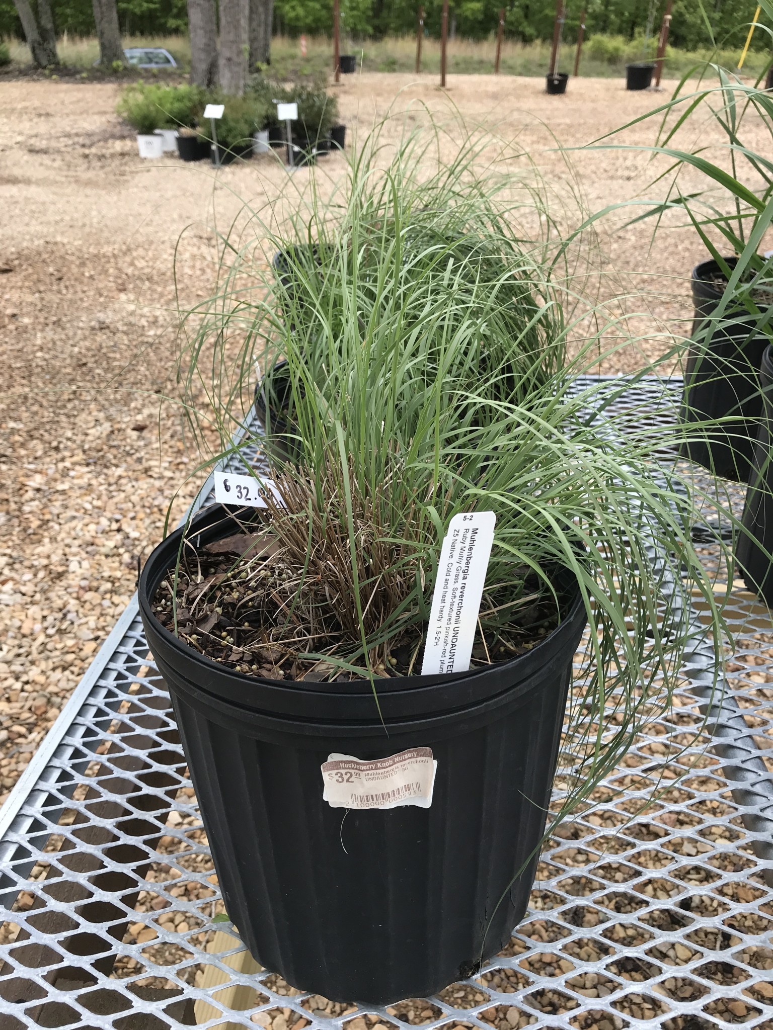 Muhlenbergia reverchonii UNDAUNTED® 3G
