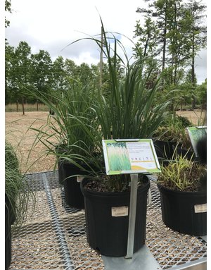 Feather Reed Grass, Calamagrostis acutiflora 'Karl Foerster' 3G
