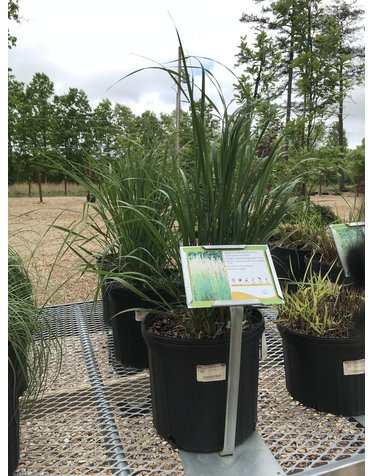 Feather Reed Grass, Calamagrostis acutiflora 'Karl Foerster' 3G