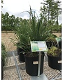 Feather Reed Grass, Calamagrostis acutiflora 'Karl Foerster' 3G