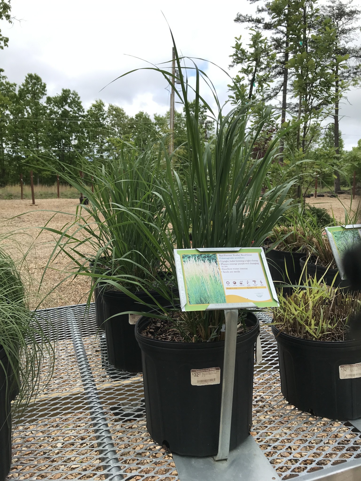 Feather Reed Grass, Calamagrostis acutiflora 'Karl Foerster' 3G