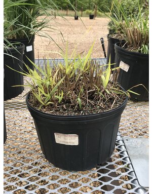Shenandoah Red Switch Grass #3 -- Panicum virgatum 'Shenandoah'