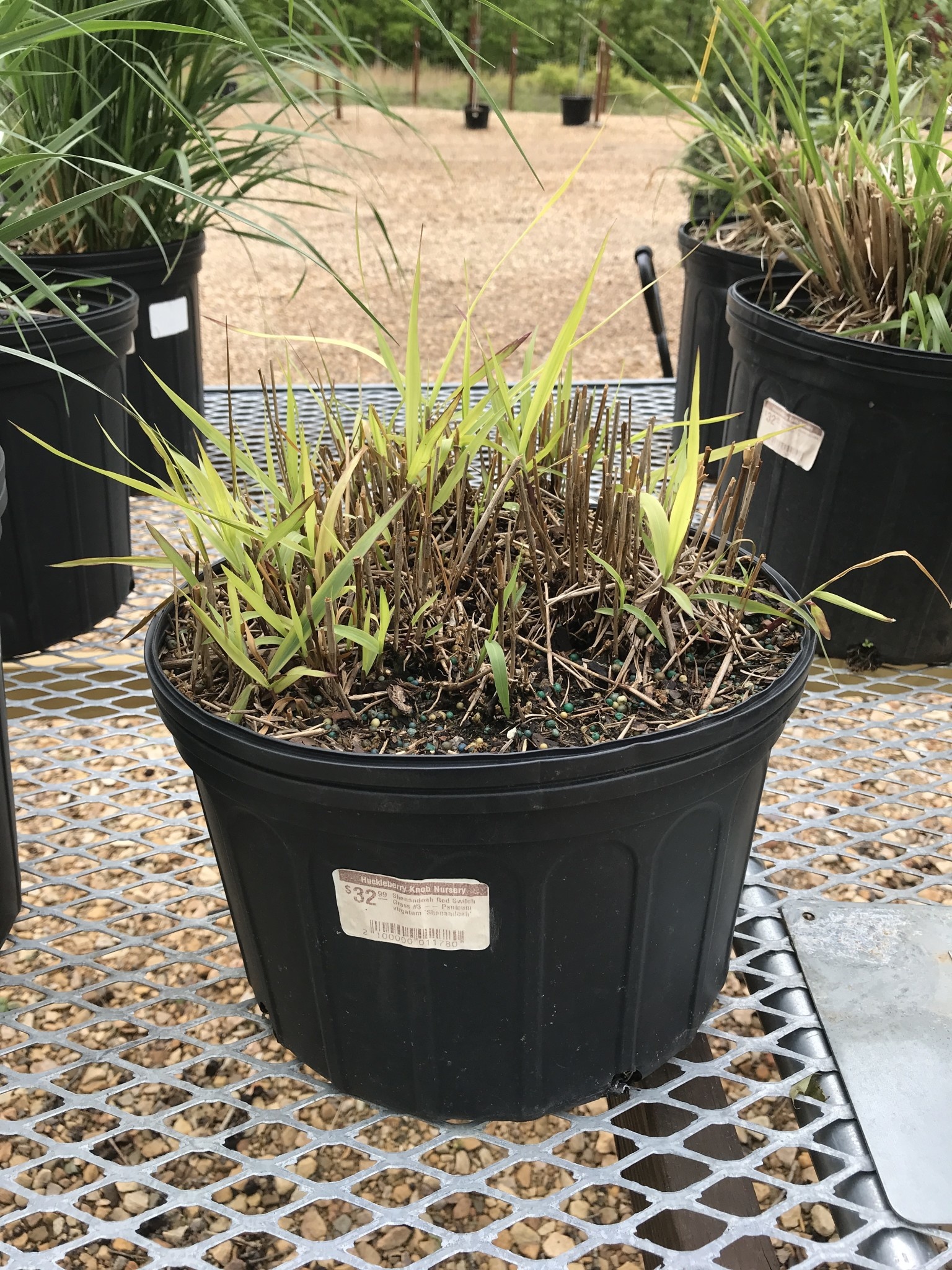 Shenandoah Red Switch Grass #3 -- Panicum virgatum 'Shenandoah'