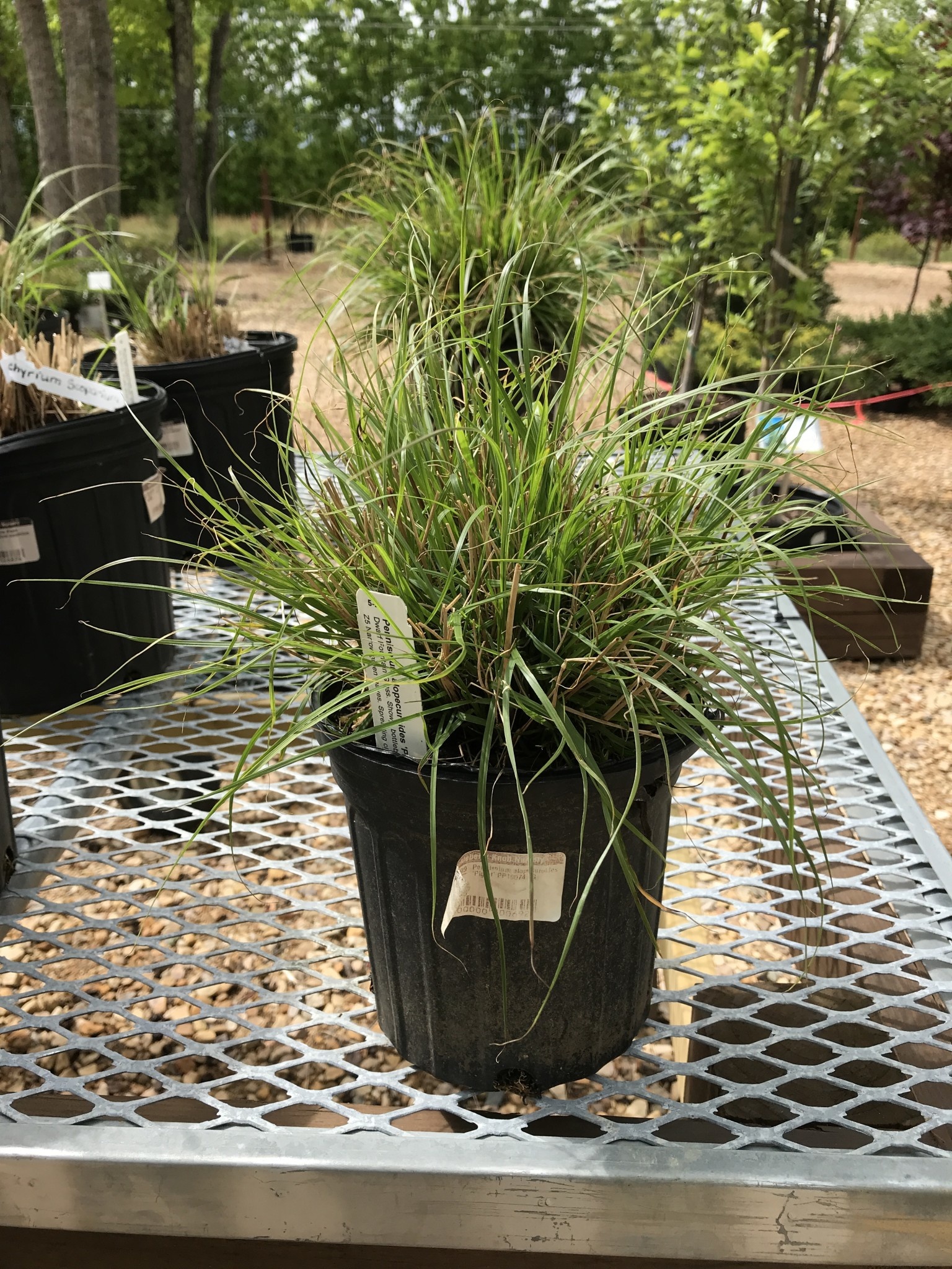 Pennisetum alopecuroides 'Piglet' PP19074 1G