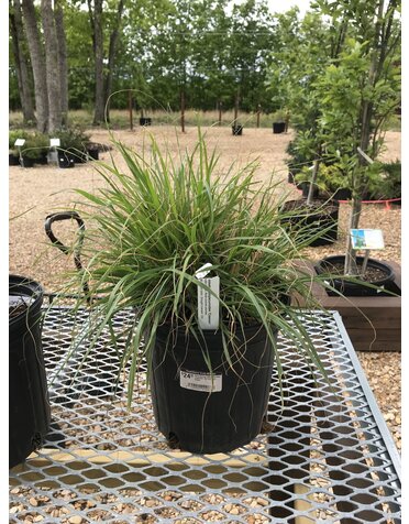 Pennisetum alopecuroides 'Cassian' 2G Fountain Grass